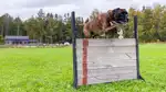 Bild på hund som hoppar över hinder.