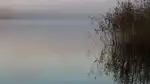 Dimma över en sjö med vassrugge till höger